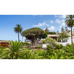 Drachenbaum Icod de los Vinos Teneriffa