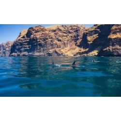 Delfines cerca de los acantilados de Los Gigantes Tenerife