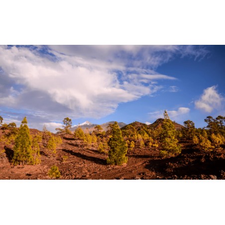 Krajobraz Parku Narodowego Teide na Teneryfie