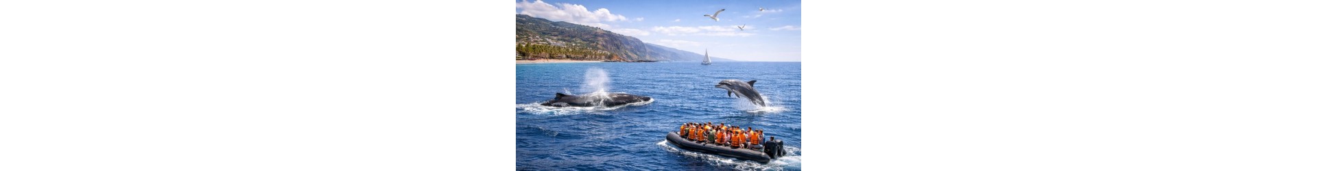Passeios de barco Tenerife – oceano e observação de golfinhos