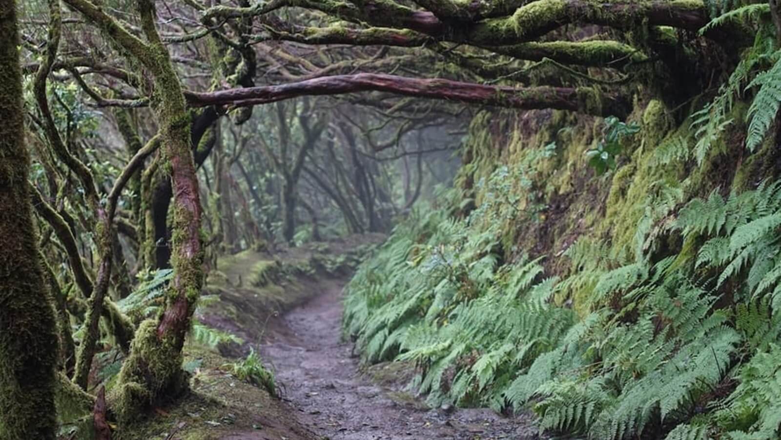 Groen laurierbos in het Anagagebergte op Tenerife