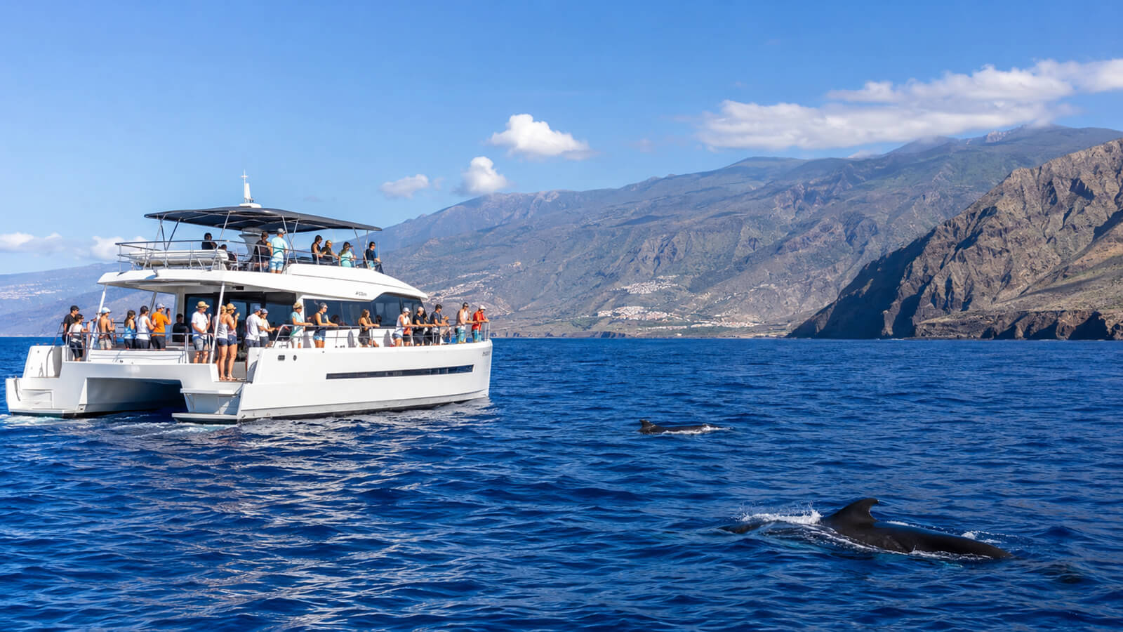 Oceaancruise met dolfijnen en walvissen op Tenerife