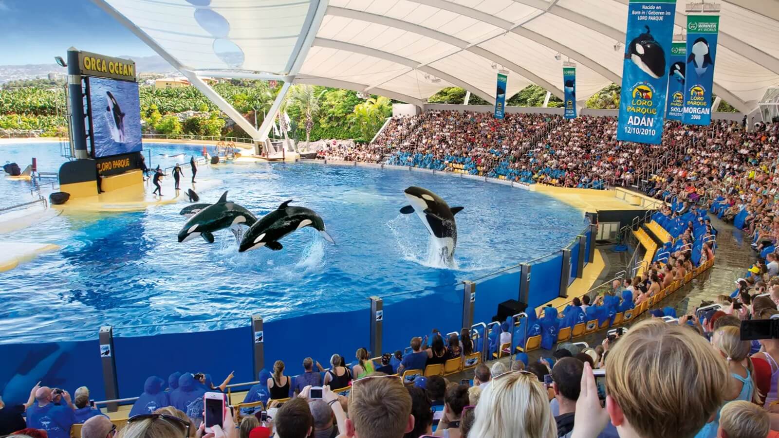 Loro Parque w Puerto de la Cruz na Teneryfie